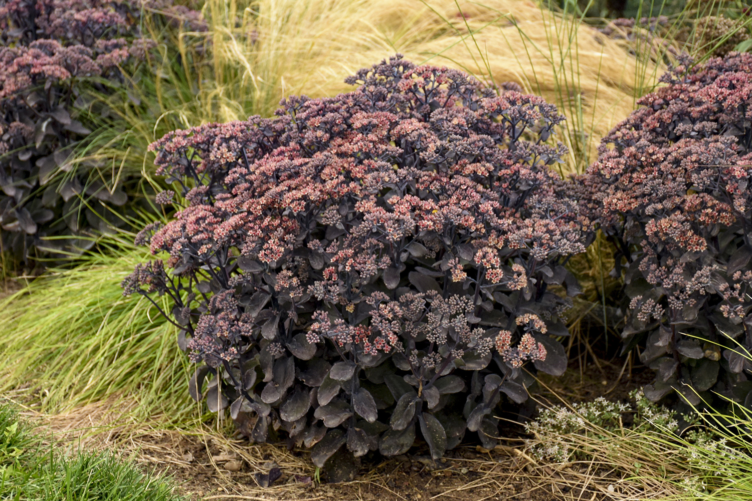 Sedum